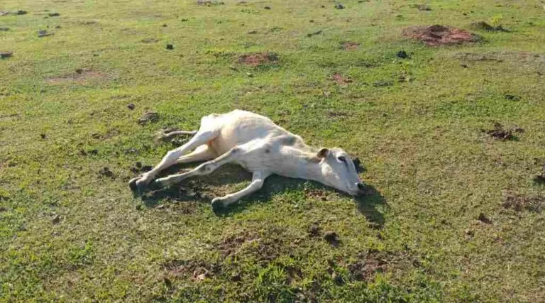 Mulher deixa gado morrer de fome e acaba multada pela PMA