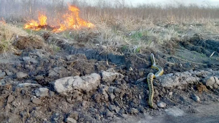 incêndio no Pantanal
