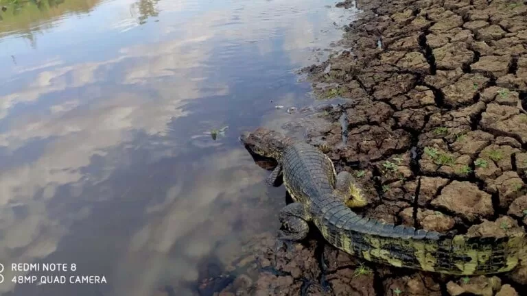 Filhote de Jacaré é capturado pela PMA dentro de Motel em cidade do MS