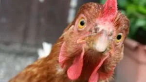 Leia mais sobre o artigo Ladrão de galinhas é surpreendido por proprietário e acaba preso pela PM em Corumbá
