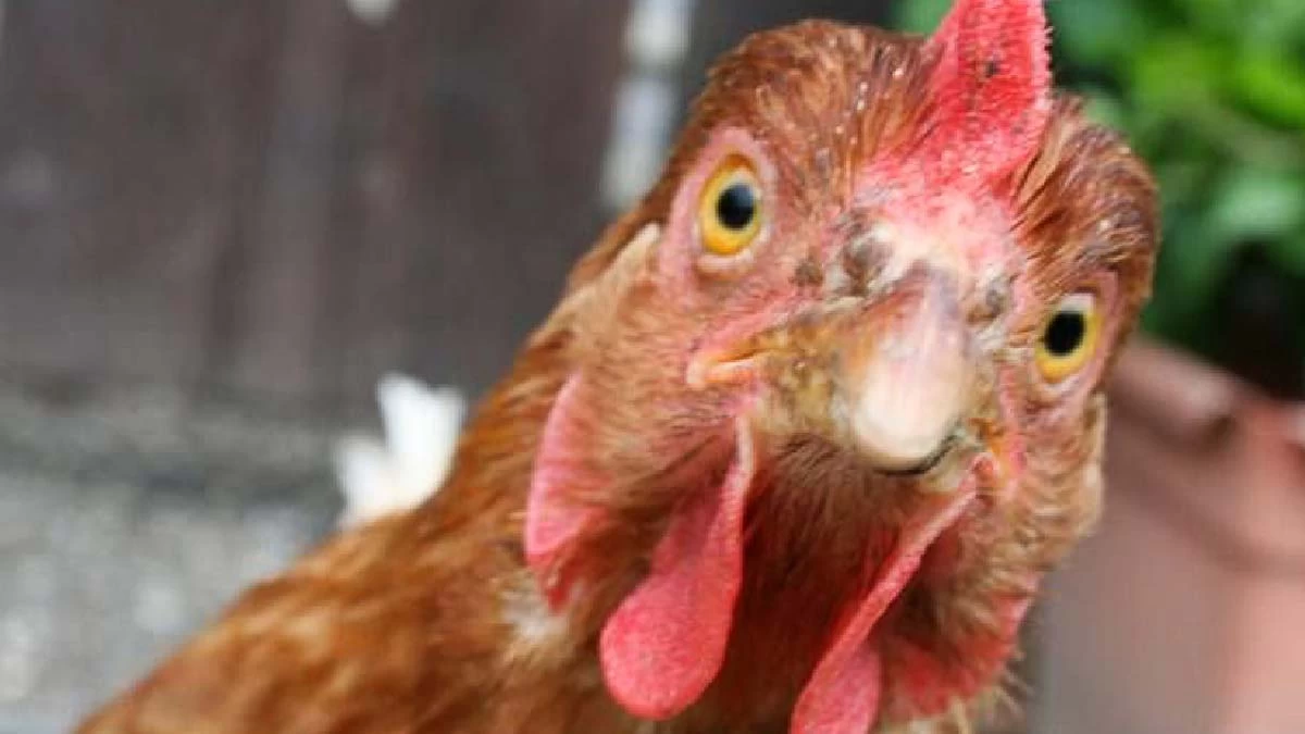 Você está visualizando atualmente Ladrão de galinhas é surpreendido por proprietário e acaba preso pela PM em Corumbá
