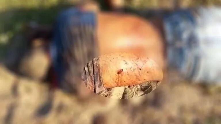 Homem foi morto com facada após tentar estuprar mulher em fazenda no Pantanal