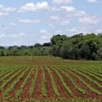 Plantio da soja em Mato Grosso do Sul segue proibido até o dia 15 de setembro