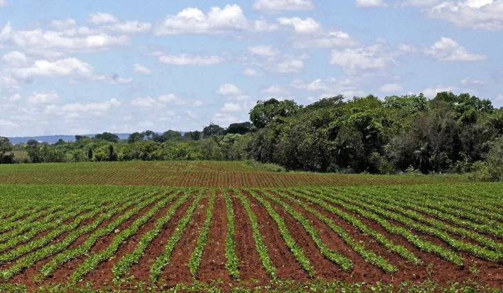 Você está visualizando atualmente Plantio da soja em Mato Grosso do Sul segue proibido até o dia 15 de setembro