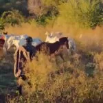 PMA flagra travessia irregular de mais de 200 cabeças de gado na fronteira de Corumbá com a Bolívia