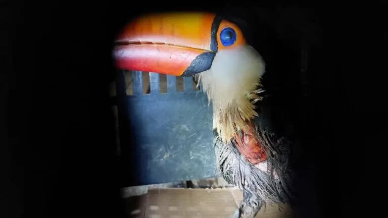 PMA resgata tucano em residência ferido por linha de pipa com cerol em Corumbá