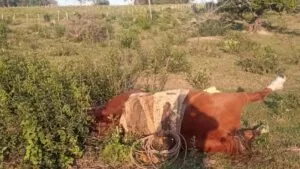 Leia mais sobre o artigo Trabalhador Rural e Cavalo morrem após serem atingidos por descarga elétrica em MS