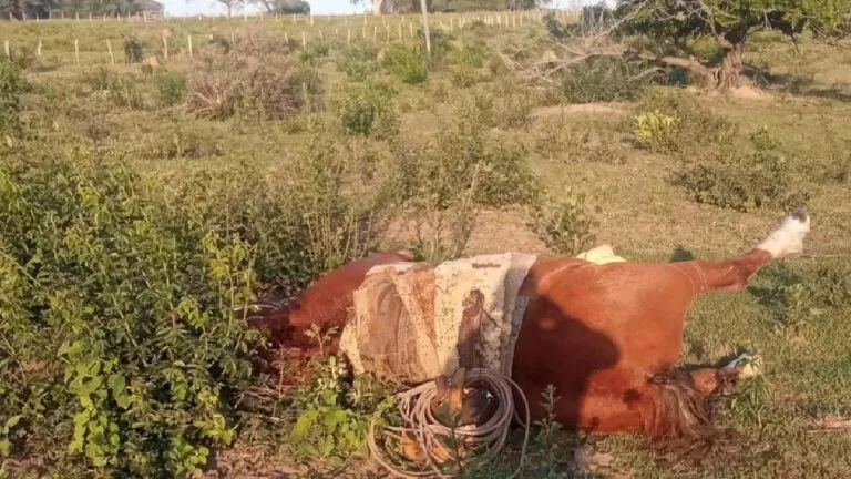 Trabalhador Rural e Cavalo morrem após serem atingidos por descarga elétrica em MS