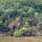 Vídeo mostra onça-pintada caçando jacaré no Pantanal de MS