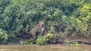 Leia mais sobre o artigo Vídeo mostra onça-pintada caçando jacaré no Pantanal de MS