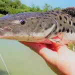 Pesca do pintado será proibida a partir de dezembro em todo o país