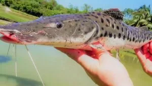 Leia mais sobre o artigo Levantamento Revela 12 Espécies de Peixes Ameaçados de Extinção em MS