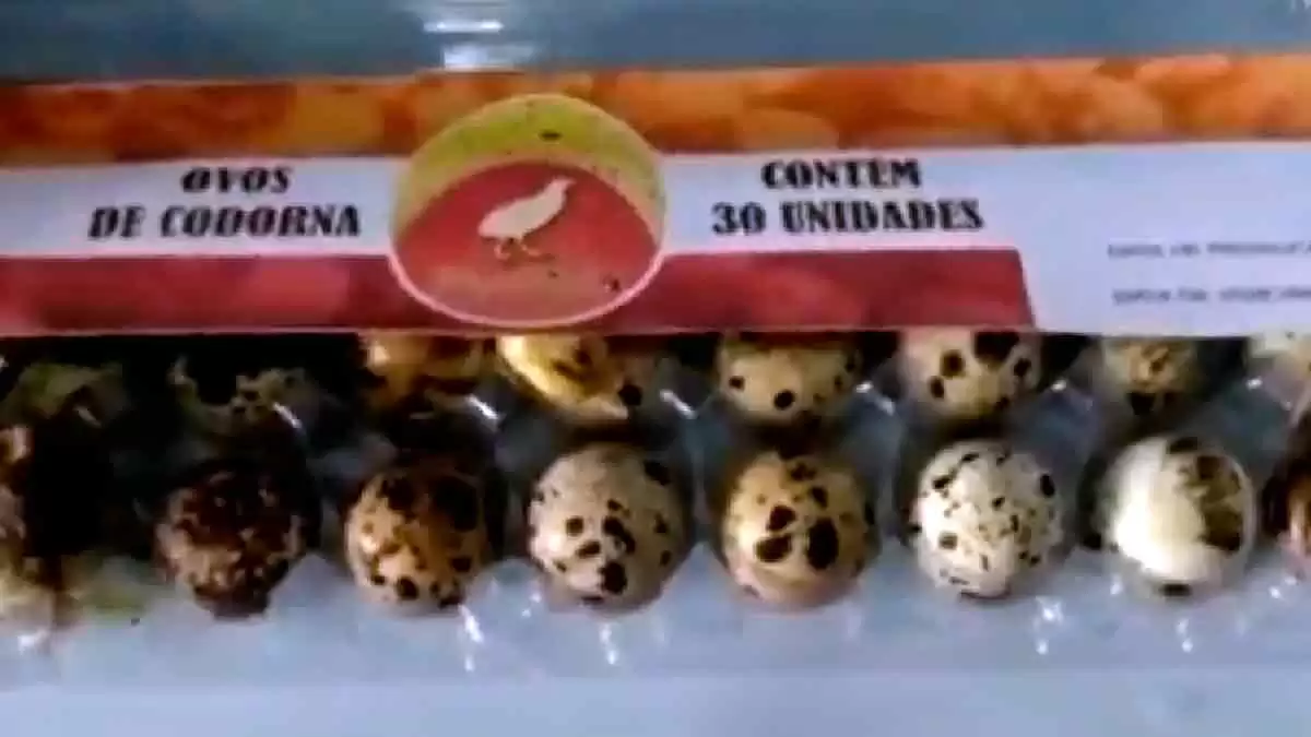 Você está visualizando atualmente Codornas nascem em prateleira de supermercado no Piauí | vídeo