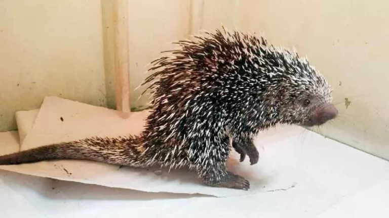 PMA de Dourados captura porco-espinho no centro da cidade de Itaporã