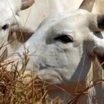 Brasil deve vacinar 161 milhões de bovinos e bubalinos contra aftosa