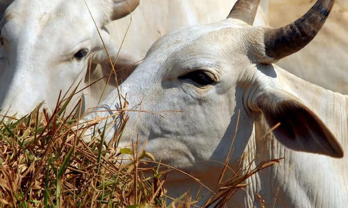 Leia mais sobre o artigo Brasil deve vacinar 161 milhões de bovinos e bubalinos contra aftosa