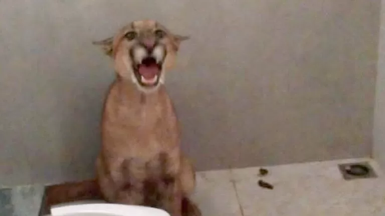 Moradora encontra onça dentro de banheiro de casa em cidade de MS | vídeo