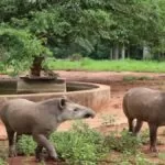 Após período de reabilitação, Antas são devolvidas ao seu habitat no Pantanal