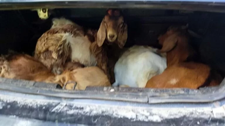 Em abordagem PM encontra cabritos furtados em porta-malas de carro em Corumbá