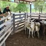 Ação inédita de MS e Paraguai recupera 230 bovinos roubados de fazenda em Corumbá