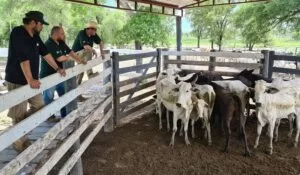 Leia mais sobre o artigo Ação inédita de MS e Paraguai recupera 230 bovinos roubados de fazenda em Corumbá