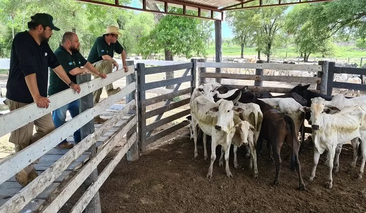 Você está visualizando atualmente Ação inédita de MS e Paraguai recupera 230 bovinos roubados de fazenda em Corumbá