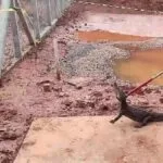 Filhote de Jacaré é capturado pela PMA em pátio de Mineradora em Corumbá