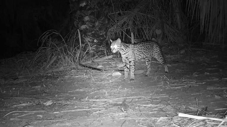 Para monitorar biodiversidade pantaneira, IHP e BrazilFoundation firmam parceria