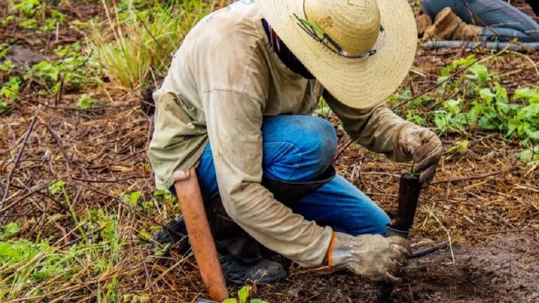 IHP inicia plantio de mudas para recuperação de área atingida por incêndios