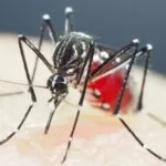 Brasil tem recorde de mortes em decorrência da dengue em 2022