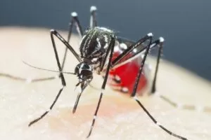 Leia mais sobre o artigo Brasil tem recorde de mortes em decorrência da dengue em 2022