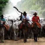 Governo prepara ações para levar carne pantaneira sustentável de MS a novos mercados