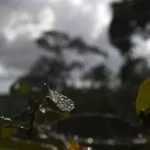 Previsão é de quinta-feira com manhã de sol e tarde de chuva em MS