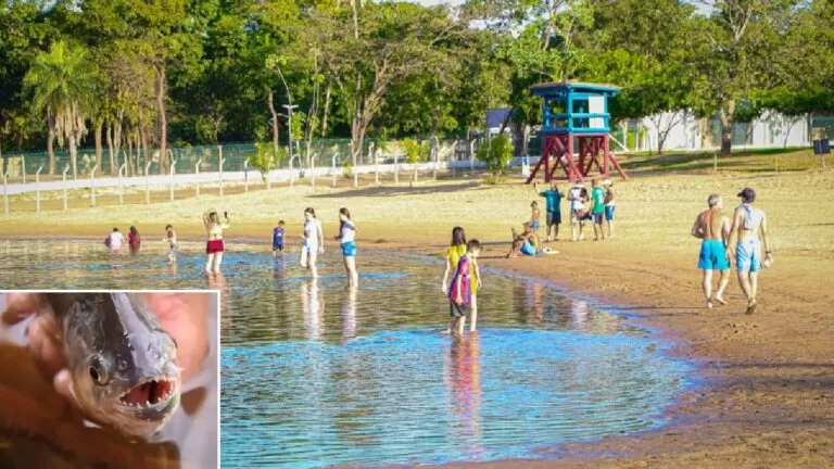 Piranhas atacam banhistas e balneário volta a ser fechado em Três Lagoas