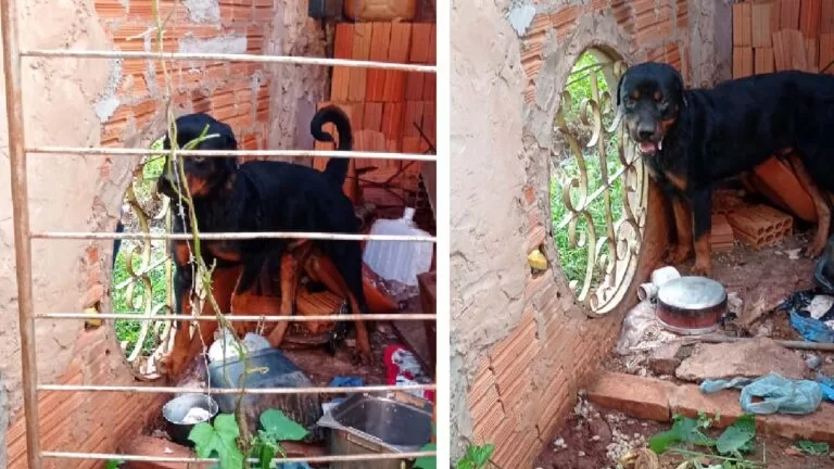 Rottweiler é resgatado pela Polícia Civil vivendo em condições precárias em Corumbá