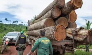Leia mais sobre o artigo Ibama: Grupo vai fiscalizar fraudes em sistemas de controle florestal