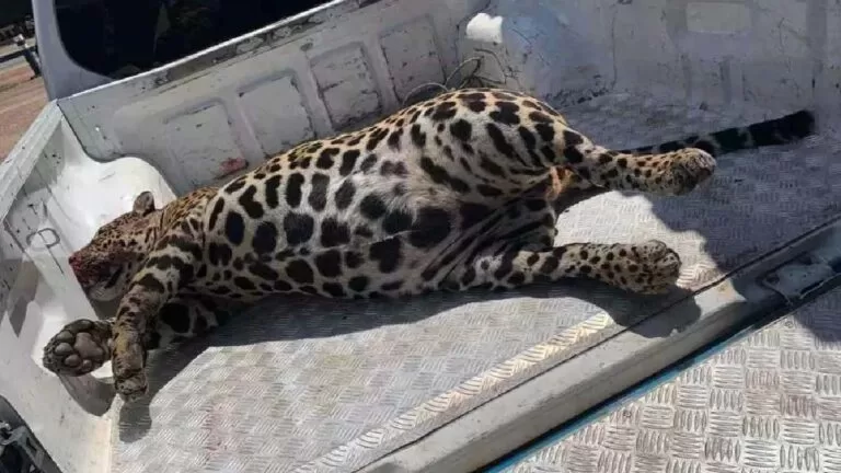PMA encontra onça-pintada morta por atropelamento na BR-262