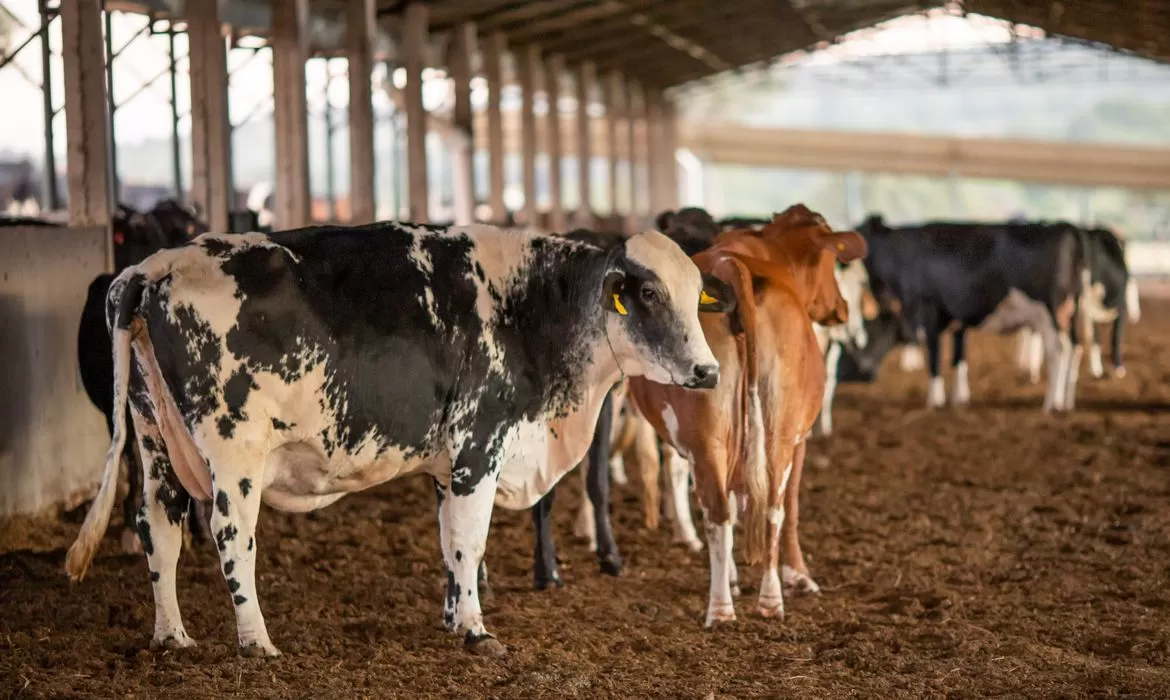 Leia mais sobre o artigo Vendas de carne bovina à China são suspensas após caso de vaca louca