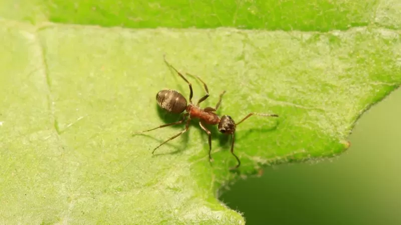 Leia mais sobre o artigo As formigas que conseguem ‘cheirar’ o câncer