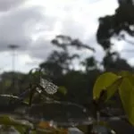 Domingo nublado com pancadas de chuva isoladas no Estado