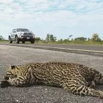 Manter a velocidade permitida em rodovias pode evitar o atropelamento de animais, alerta PMA