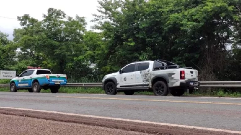 Instituições preparam ações na BR-262, para reduzir atropelamento de animais no Pantanal