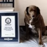 Com 30 anos de idade, cão português é considerado o mais velho do mundo