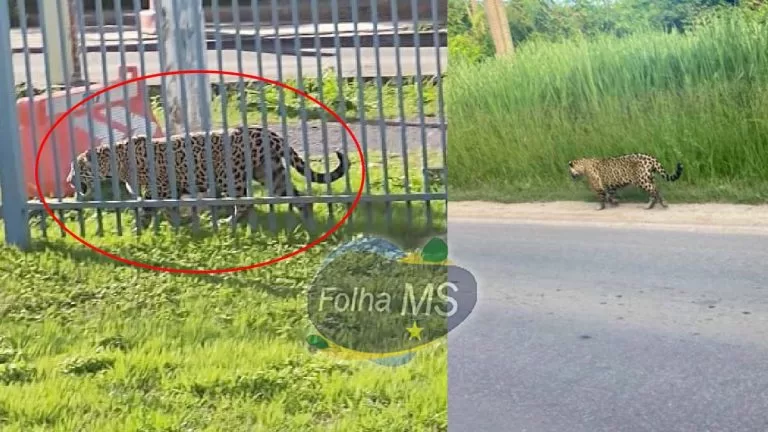 Onça-Pintada é vista caminhando as margens da Rodovia Ramão Gomez em Corumbá