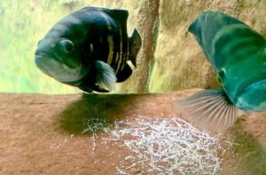 Leia mais sobre o artigo Parâmetros ideais em tanque do Bioparque Pantanal garantem reprodução espontânea de peixes