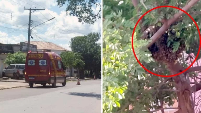 Enxame de abelhas mobiliza equipe do Corpo de Bombeiros de Corumbá