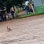 Homem é preso após ser flagrado atirando em perna de cachorro em MT | vídeo