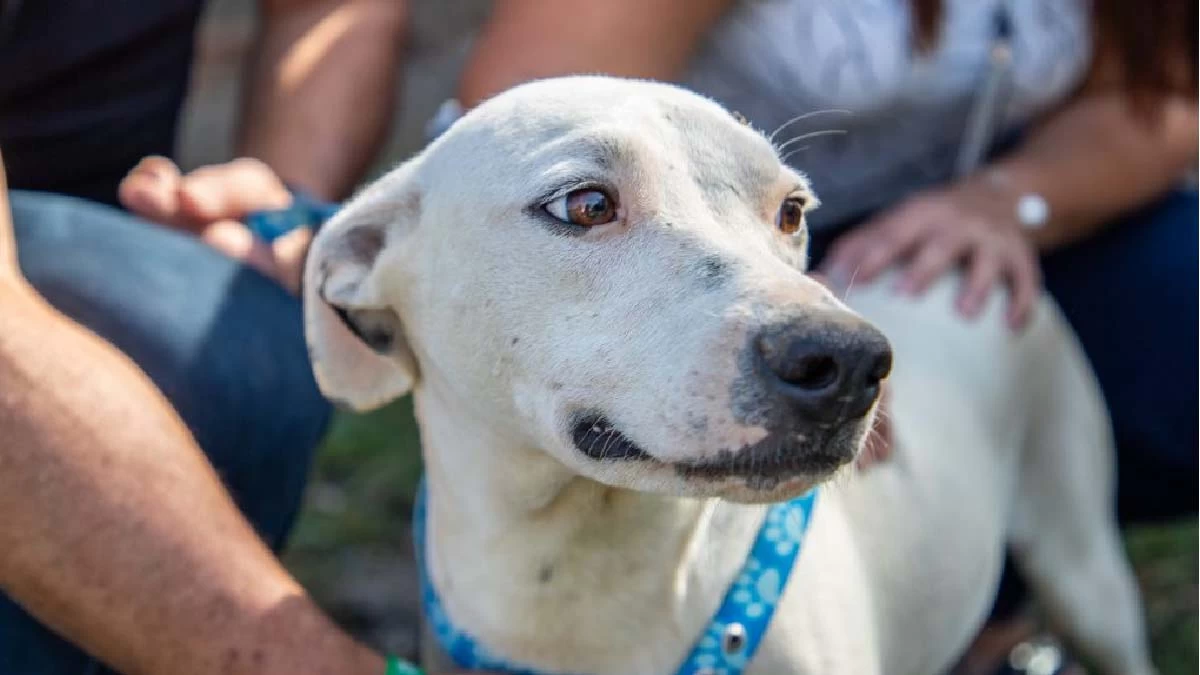 Leia mais sobre o artigo Projeto de lei busca criação da Semana de Promoção do Bem-Estar Animal em Corumbá