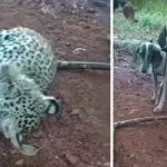 Acusado de matar onças-pintadas no Pantanal é solto por decisão judicial em Mato Grosso