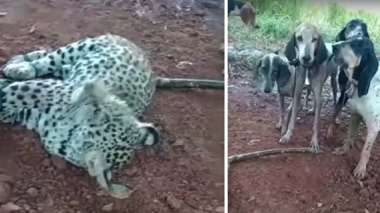 Vídeo com onças-pintadas torturadas circula nas redes sociais e choca ambientalistas